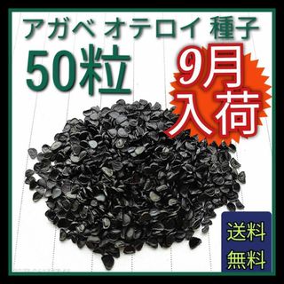 【即購入可】人気品種　アガベ　オテロイの種子　50粒(その他)