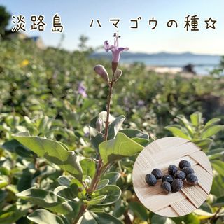 日本のセージ　淡路島　ハマゴウ　浜香　ポーヒナヒナ(その他)