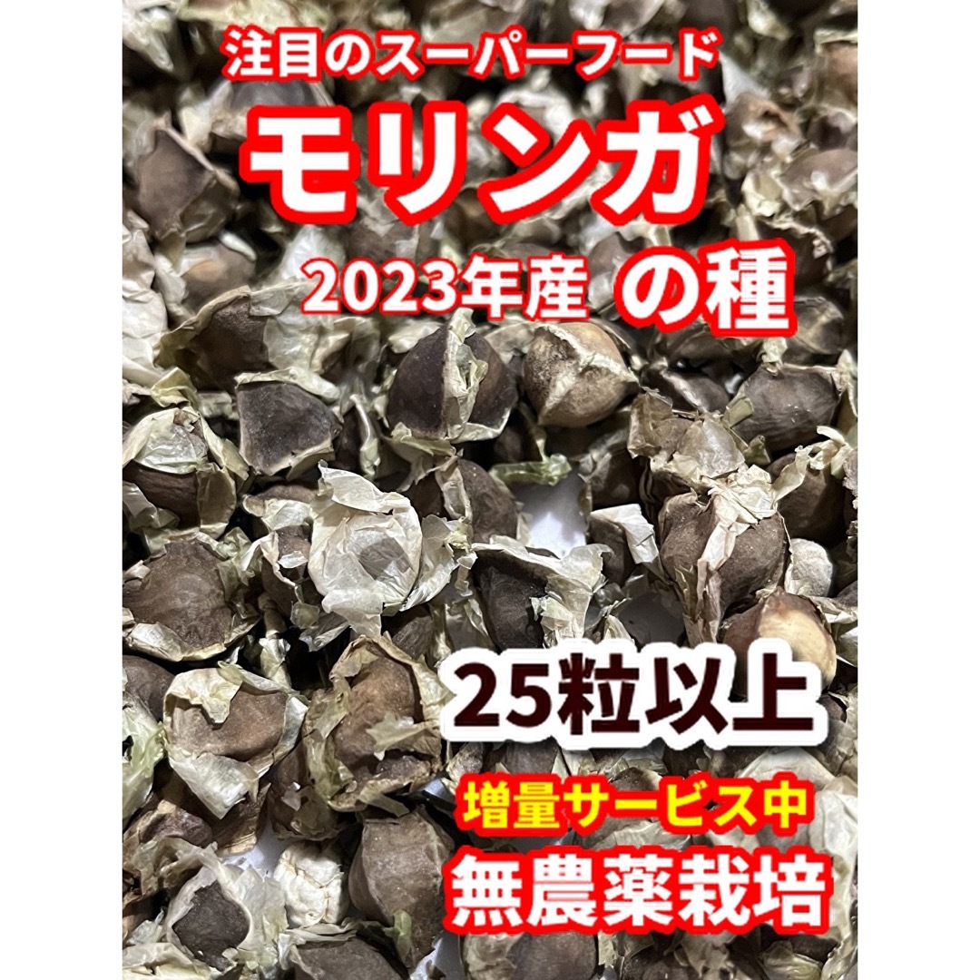 モリンガの種【25粒以上】★農薬:栽培期間中不使用の種★ベトナムの栽培方法記載 ハンドメイドのフラワー/ガーデン(その他)の商品写真