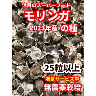 モリンガの種【25粒以上】★農薬:栽培期間中不使用の種★ベトナムの栽培方法記載(その他)