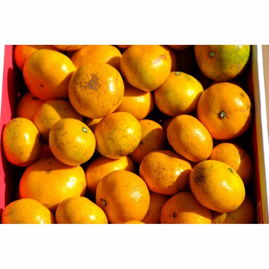 🍊今が旬🍊温州みかん　ご家庭用（訳あり）　2ｋｇ（20個前後） 食品/飲料/酒の食品(フルーツ)の商品写真