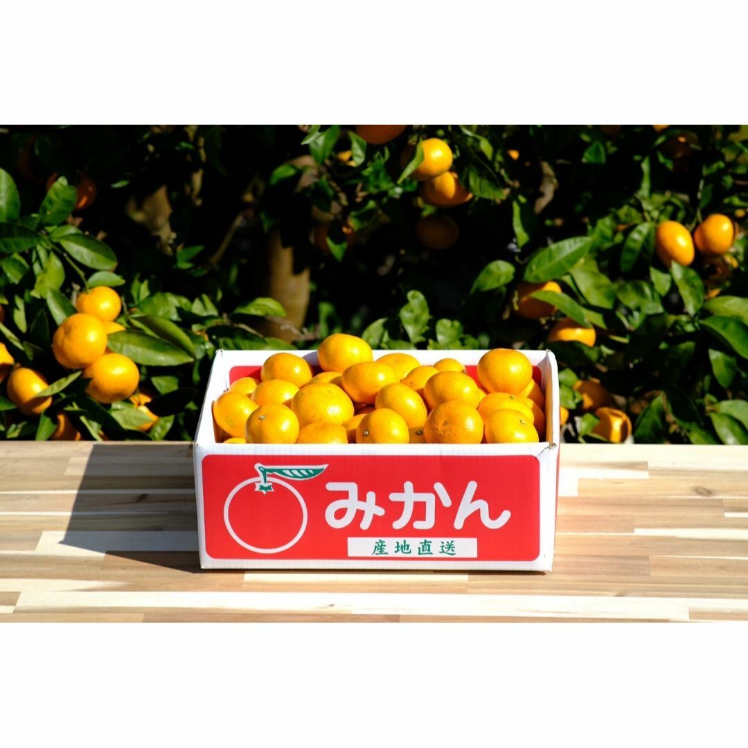 🍊今が旬🍊天晴みかん　ご家庭用（訳あり）　５ｋｇ（50個前後） 食品/飲料/酒の食品(フルーツ)の商品写真