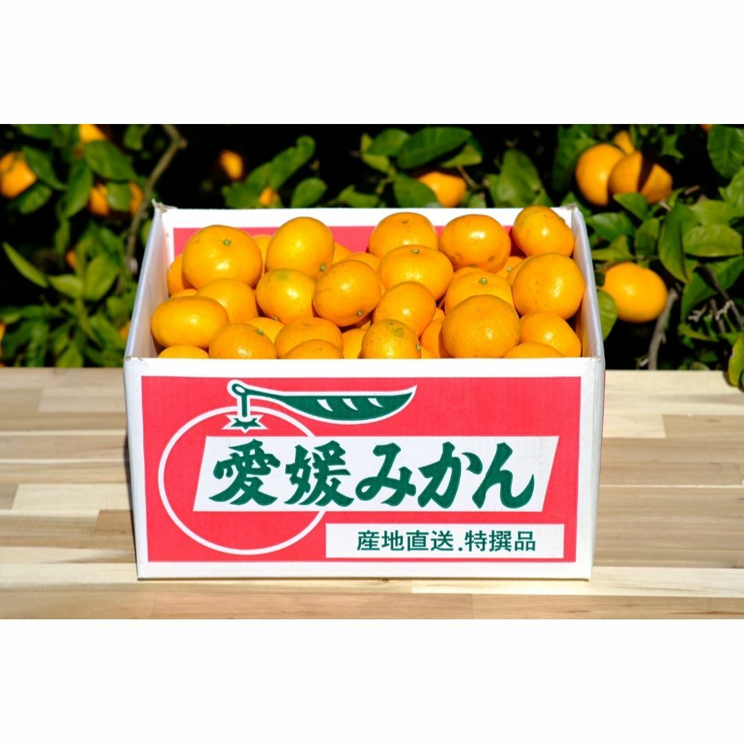 🍊今が旬🍊天晴みかん　ご家庭用（訳あり）　１０ｋｇ（100個前後） 食品/飲料/酒の食品(フルーツ)の商品写真