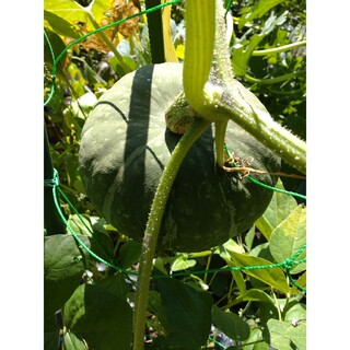 かぼちゃの種　10粒　無農薬栽培(野菜)