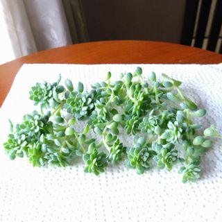 多肉植物🌱グロブローサ✕ブルーミニマ💕いっぱい(その他)