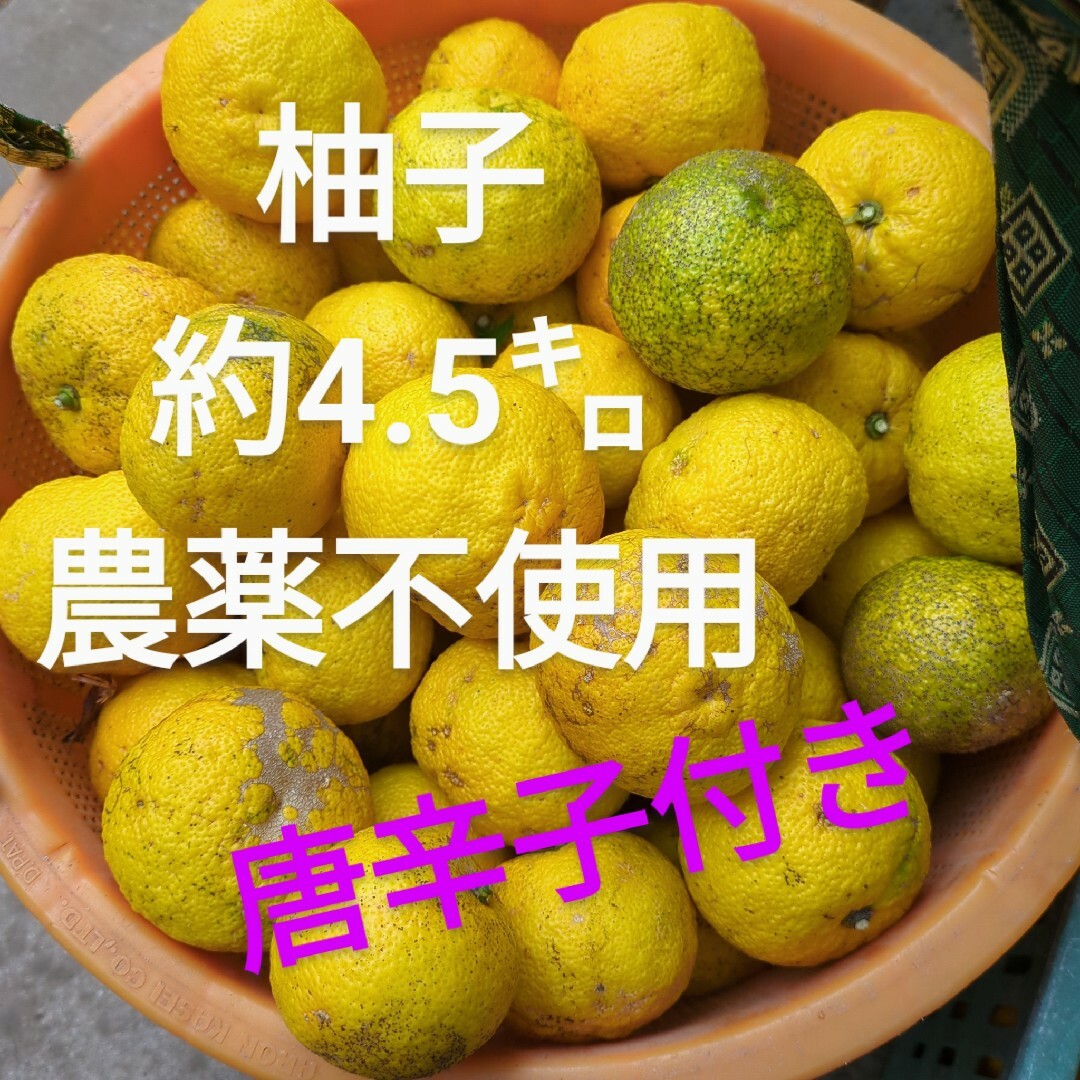 柚子 約4.5㌔ 唐辛子付き 農薬不使用 食品/飲料/酒の食品(フルーツ)の商品写真