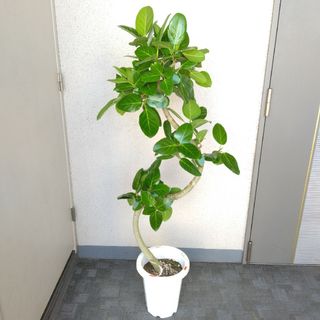 逸品！②フィカス・ベンガレンシス曲がり観葉植物‼️樹形綺麗！高さ135◎！幹極太(プランター)