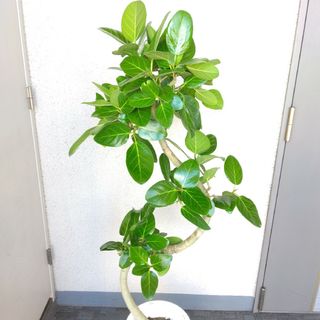 逸品！②フィカス・ベンガレンシス曲がり観葉植物‼️樹形綺麗！高さ135