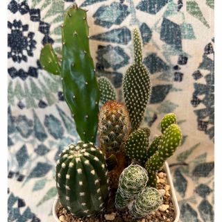 サボテン🌵6種　抜き苗全部(その他)