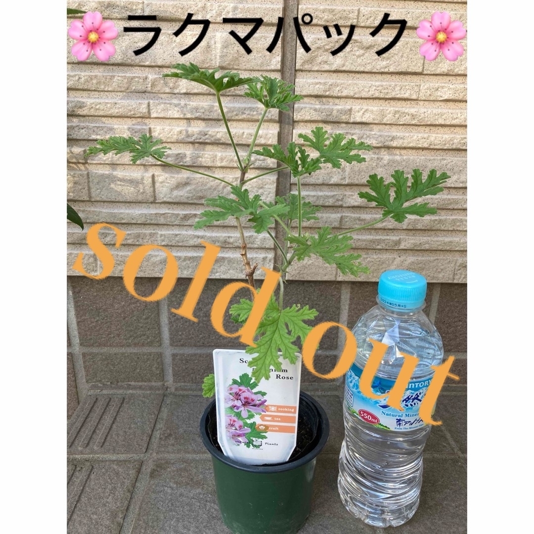 ????sold out????《アジサイ　コサージュ　挿し穂2本　紫陽花》⭐︎ラクマパック