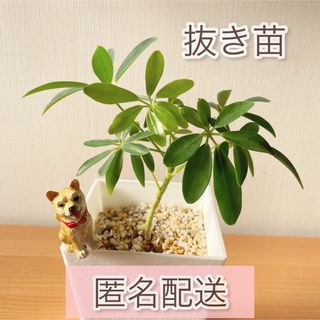 シェフレラ　カポック　抜き苗　観葉植物　犬ピック　ガーデンピック(その他)