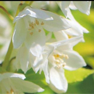 宿根草多年草！爽やかなライムグリーンと白花『ヒメウツギホワイトパール』ポット菜(その他)