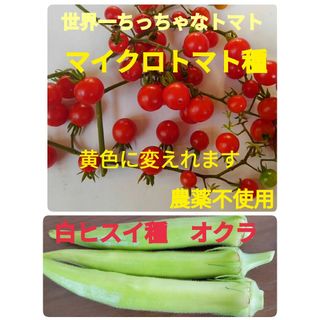 マイクロトマト種➕オクラ種　白ヒスイ(野菜)