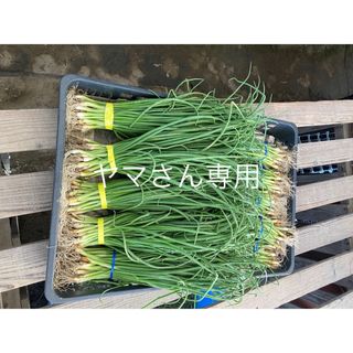 ヤマさん専用　玉ねぎ苗(野菜)