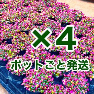 【SK4 K4】桜吹雪　4センチポット×4ポット！多肉植物(その他)