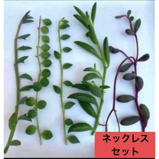 多肉植物　カット苗 ネックレスセット5点 (その他)