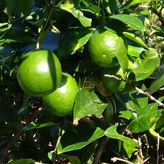 今季最終！【無農薬】グリーンレモン 約15個　果物　国産(フルーツ)