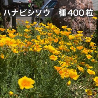 ハナビシソウ　種400粒(プランター)