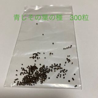 青じその葉の種　300粒(その他)