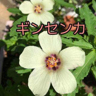 ギンセンカ(銀銭花)の種　60粒(その他)