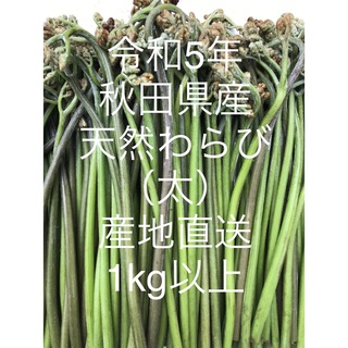 令和5年 秋田県産 天然わらび塩漬け（太）　　　　1kg以上産地直送(野菜)