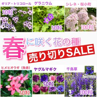 春に咲く秋蒔きの花の種  売り切りSALE⑧(その他)