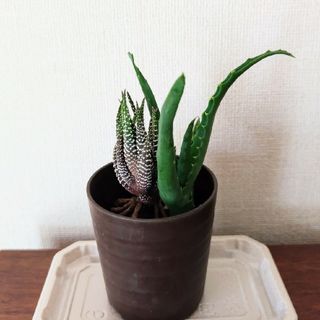 十二の巻　多肉植物(プランター)