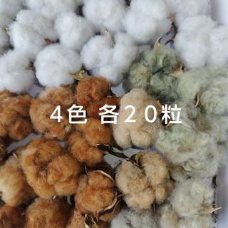 綿花の種　コットンフラワー種4色✕２０粒(ドライフラワー)