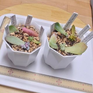 【あたん様専用】はさしはっしゅ　葉挿し8種　セダムおまけ　多肉植物(その他)