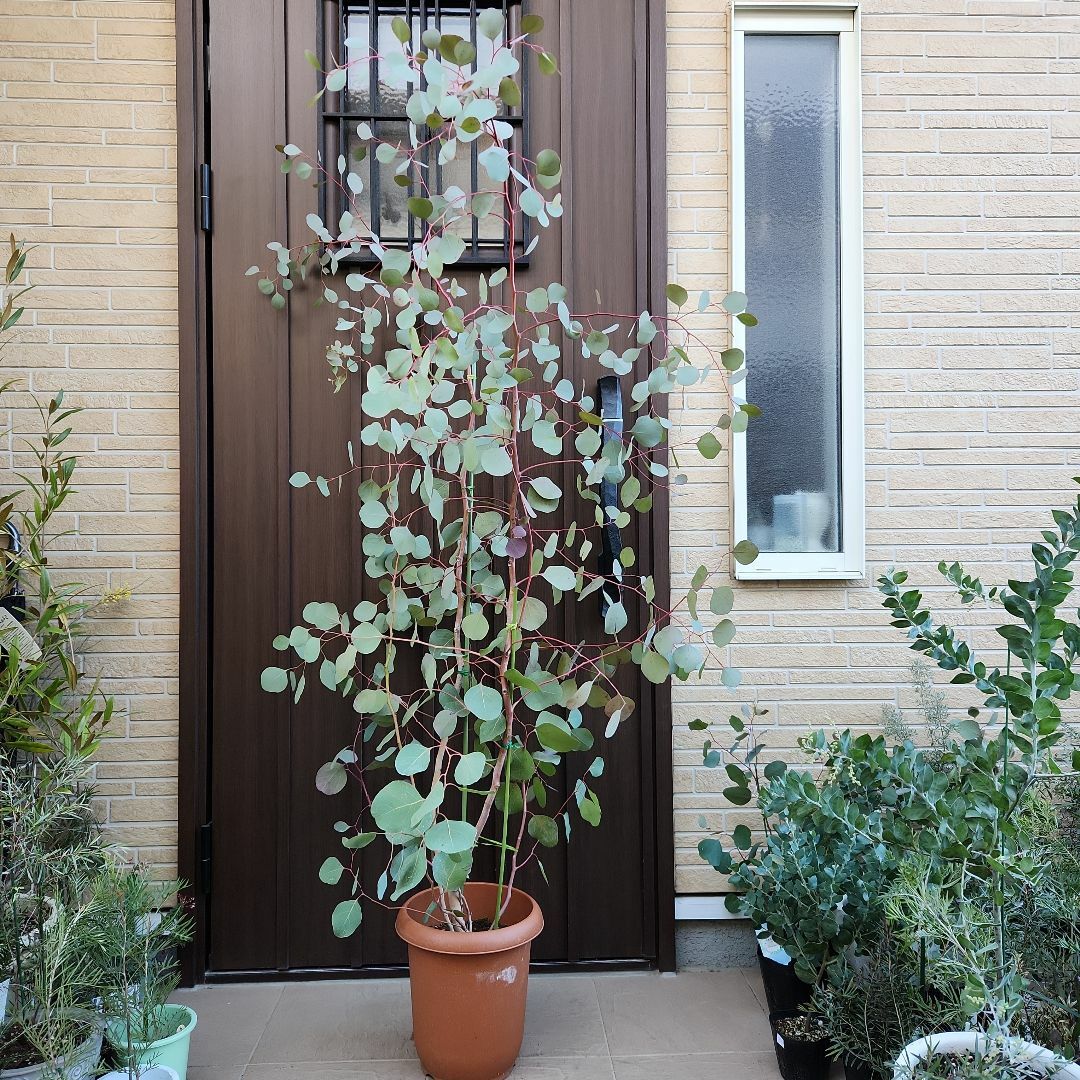超大型！ユーカリポポラス　鉢植え　苗木　シンボルツリー♪フラワー/ガーデン