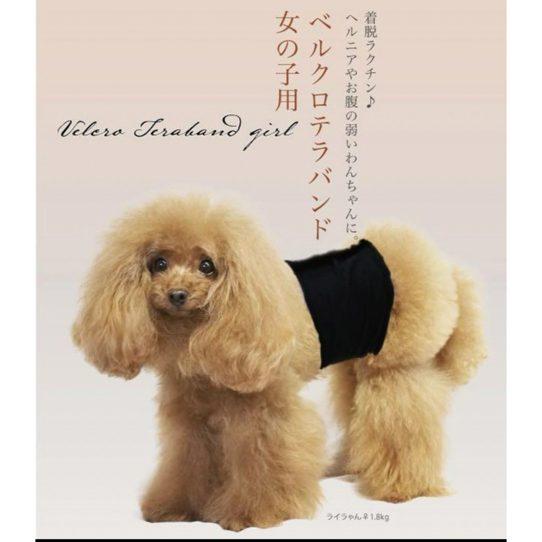 ♡新品♡クークチュール テラヘルツワン♡ベルクロテラバンド その他のペット用品(犬)の商品写真