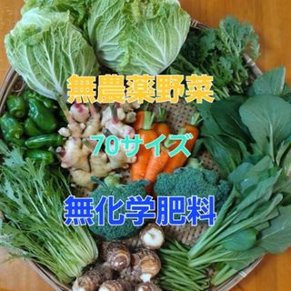 無農薬野菜　70サイズ　常温発送(野菜)