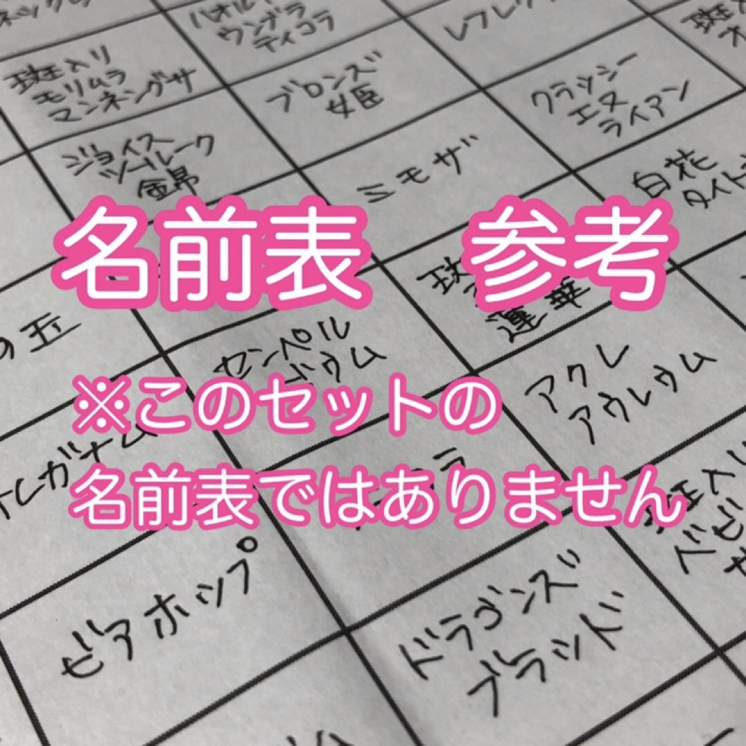 【PP30 K5V紫ピック】多肉植物　ミニミニカット苗　30マス ハンドメイドのフラワー/ガーデン(その他)の商品写真