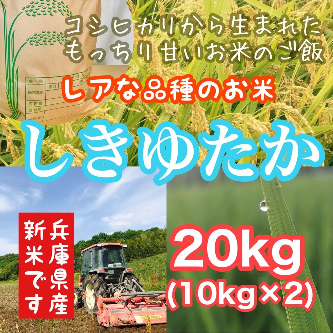 【レア品種 シキユタカ】兵庫県産 湧き水育ち農家のお米 20kg(10kg×2)かさいファーム329