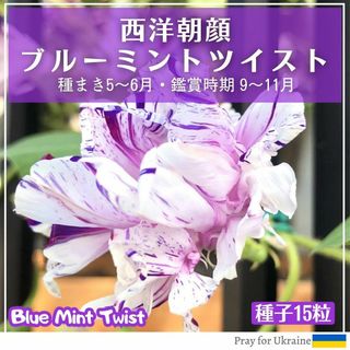 （西洋朝顔の種）ブルーミントツイスト(その他)