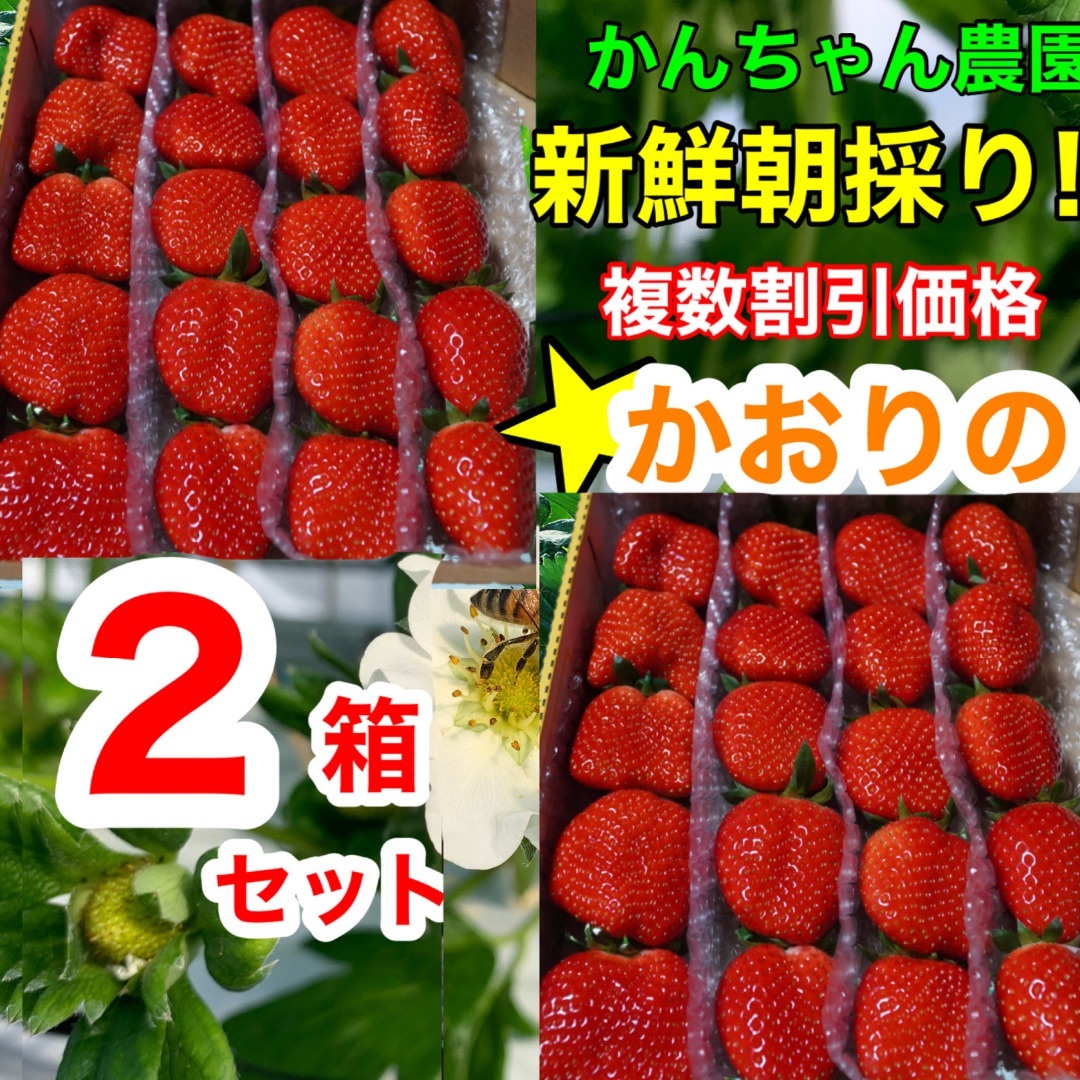 2箱セット 初物【大粒】新鮮朝採り かんちゃん農園の甘いいちご