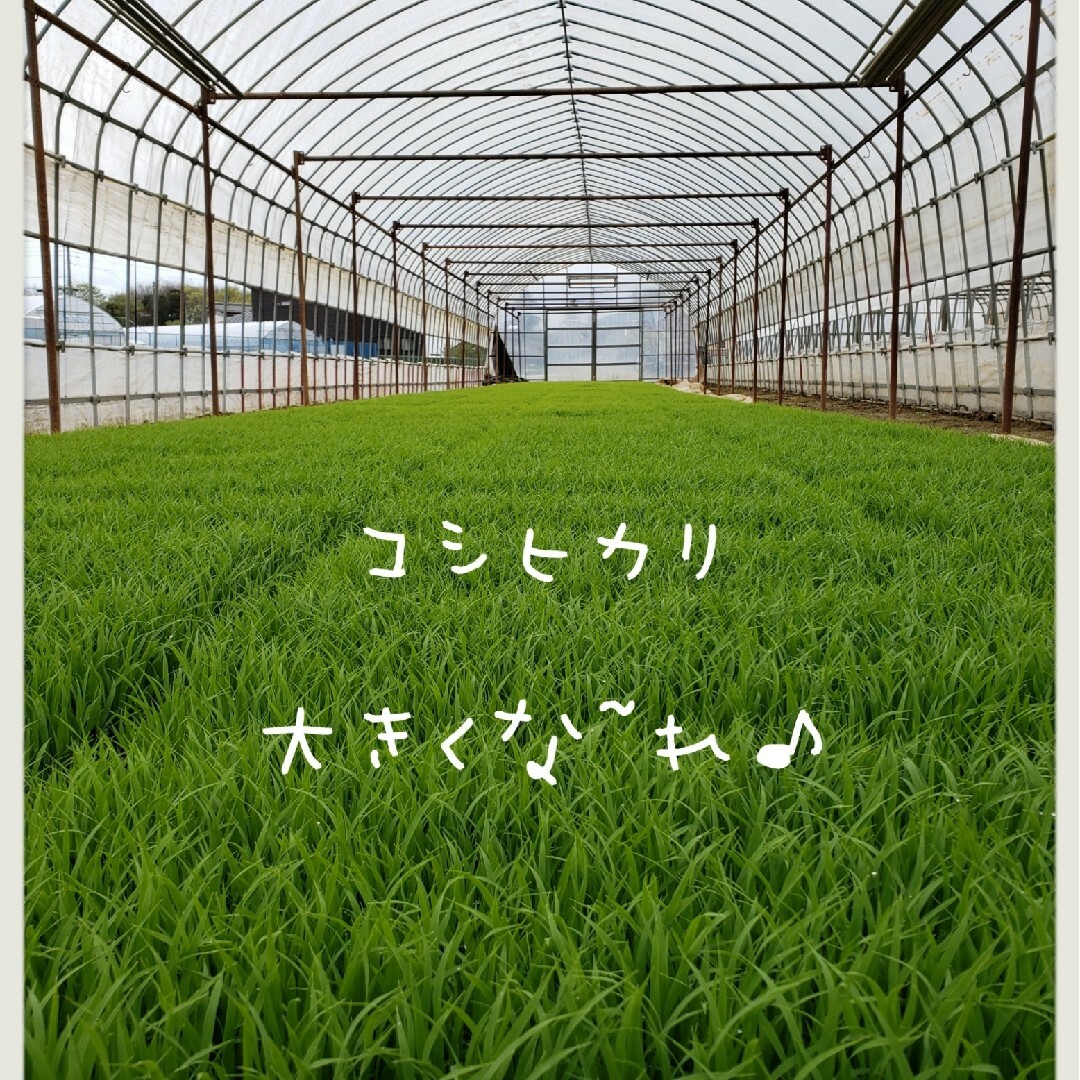 新米　玄米コシヒカリ 　30キロ　令和5年　お米　白米　精米　 茨城県産　関東圏 食品/飲料/酒の食品(米/穀物)の商品写真