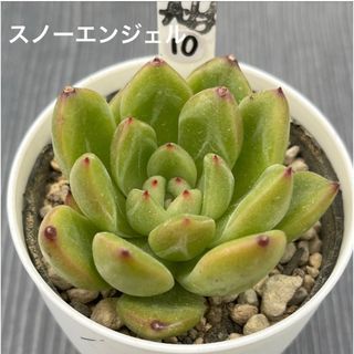 韓国の通販 10,000点以上(ハンドメイド) | お得な新品・中古・未使用