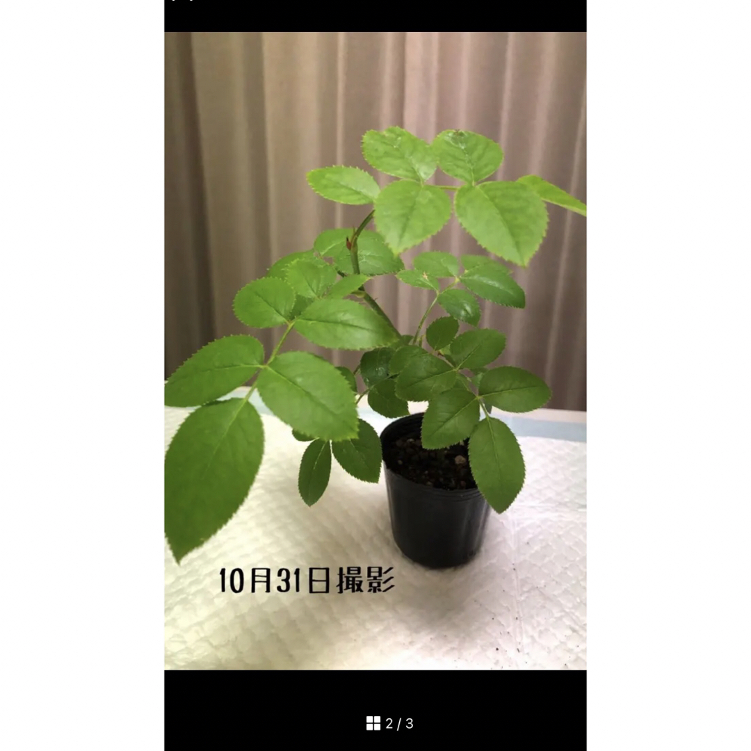 ④つる薔薇　ピエール根付き苗🌱　ゆうパケット発送 ハンドメイドのフラワー/ガーデン(その他)の商品写真