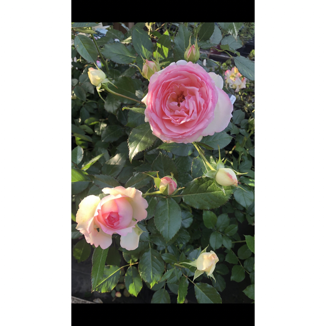 ④つる薔薇　ピエール根付き苗🌱　ゆうパケット発送 ハンドメイドのフラワー/ガーデン(その他)の商品写真