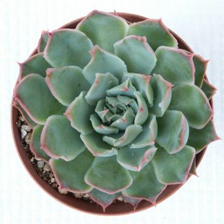韓国の通販 10,000点以上(ハンドメイド) | お得な新品・中古・未使用