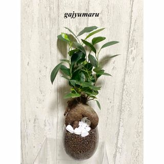 ガジュマル　観葉植物　ハイドロカルチャー(ドライフラワー)