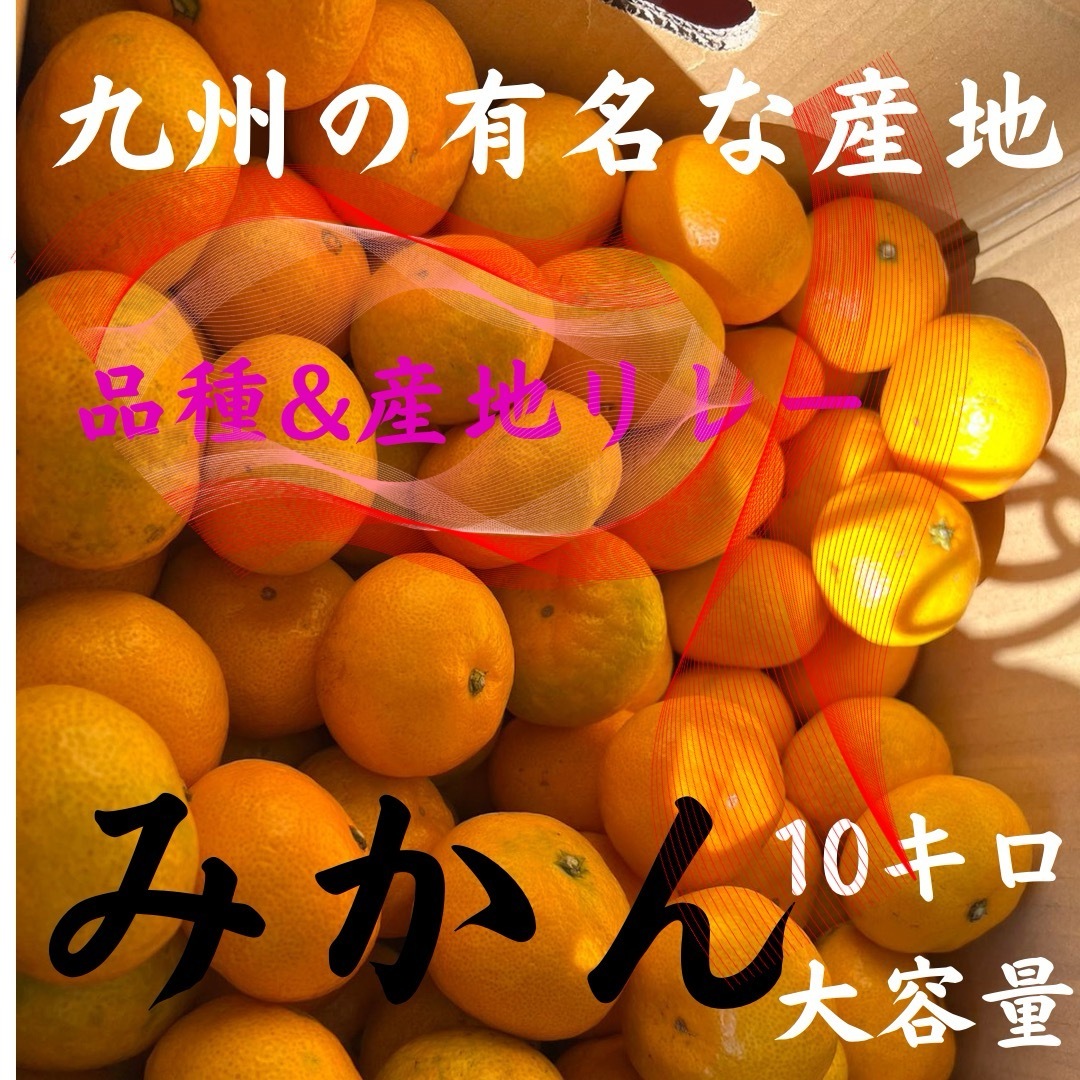 【特売日】九州産　みかん　10キロ『甘いです』　九州の産地&品種リレーお届け 食品/飲料/酒の食品(フルーツ)の商品写真