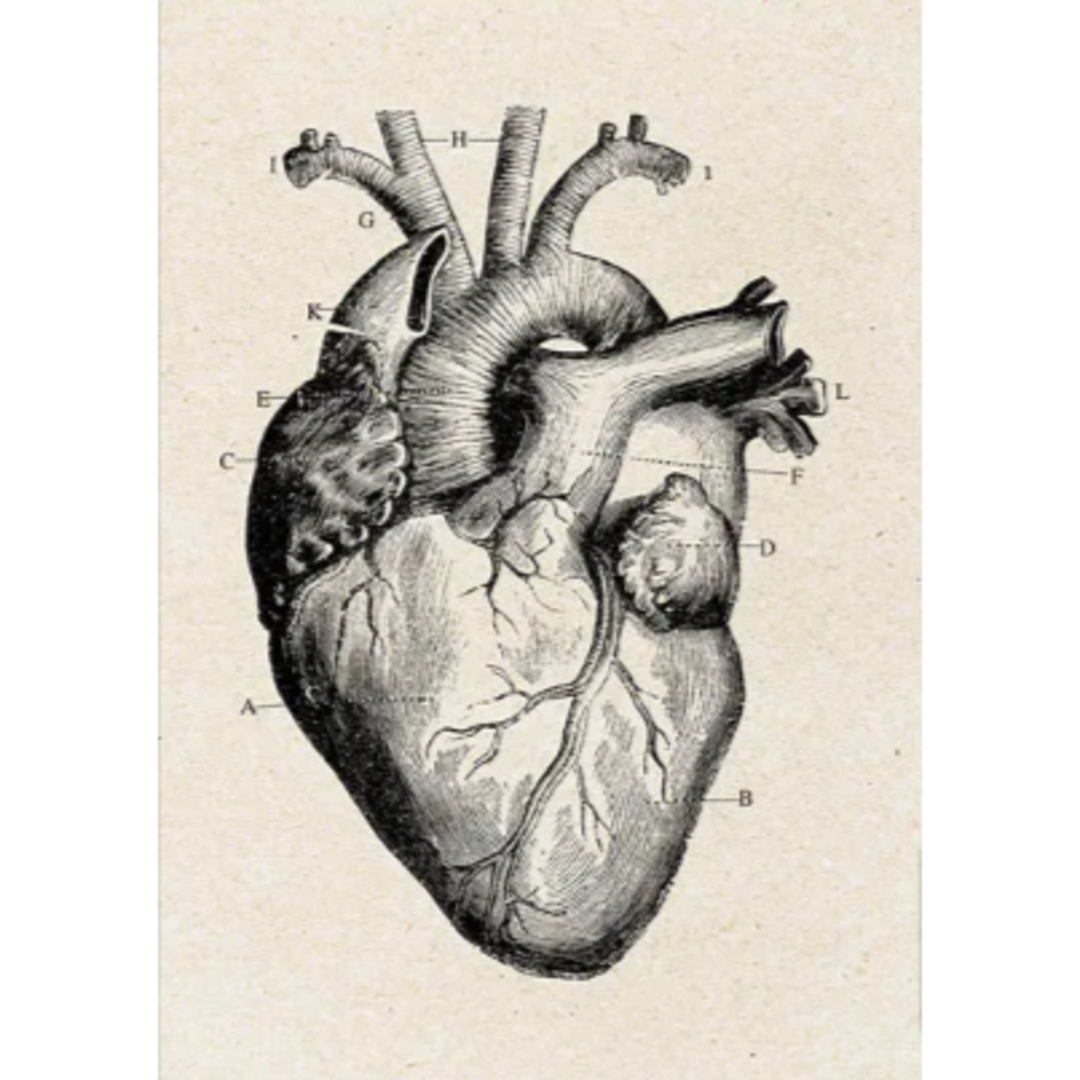 人体解剖図ポスター ヴィンテージ ダ・ヴィンチ 医学　医療　医者　心臓
