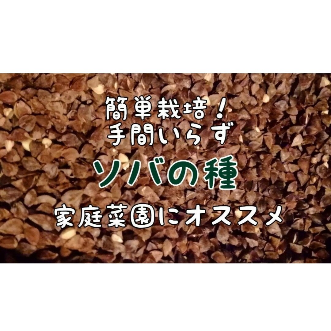 【家庭菜園にかわいいお花を】ソバの種　たっぷり15g　お世話いらず♫玄蕎麦　そば エンタメ/ホビーのエンタメ その他(その他)の商品写真