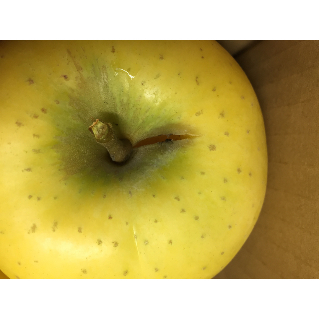 【訳あり】葉とらずりんご シナノゴールド20kg 食品/飲料/酒の食品(フルーツ)の商品写真