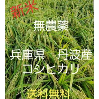 令和5年　兵庫県丹波産 農薬、除草剤不使用　新米コシヒカリ5キロ(米/穀物)