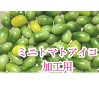 ミニトマトアイコ　未熟果  1キロ(野菜)