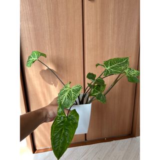 シンゴニウム　バティック　新芽たくさん！良好(その他)