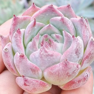 専用です ( ˆ ˆ )✡.*